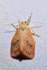 Miltochrista miniata
